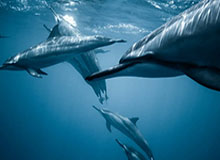 黑马线索：欧锦赛预选赛复仇之战临场变数：风格克制突然成了胜负手